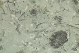 Fossil Brachiopod (Rafinesquina) and Bryozoan Plate - Indiana #285121-2